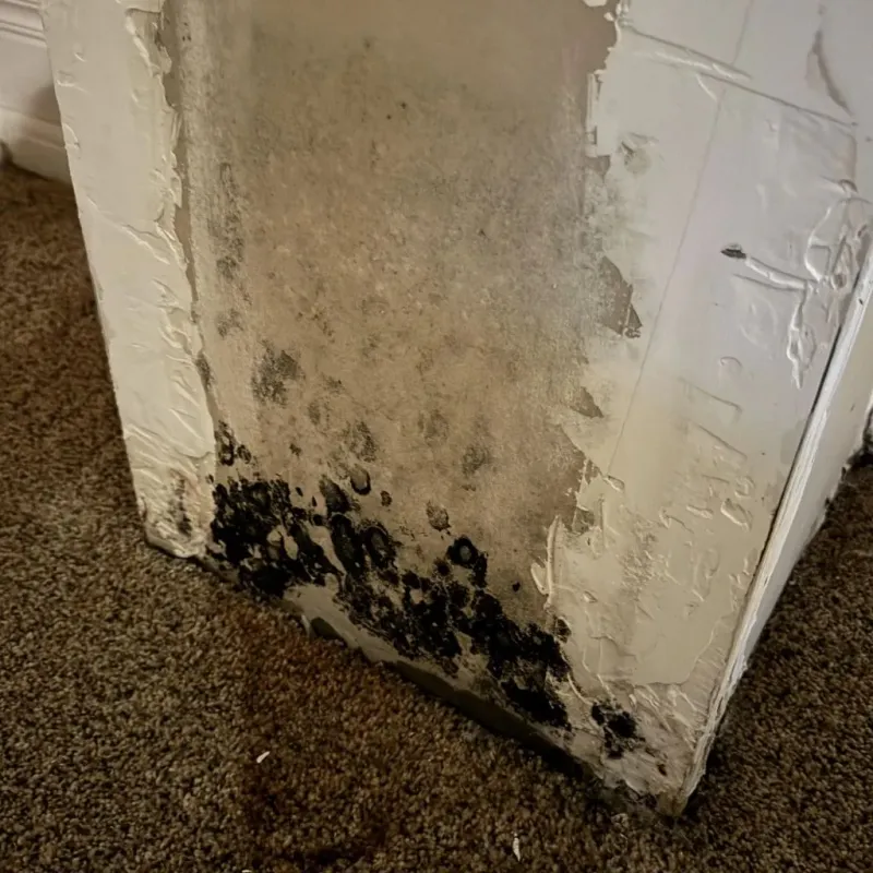 Professional Mold Removal in Limestone, IL